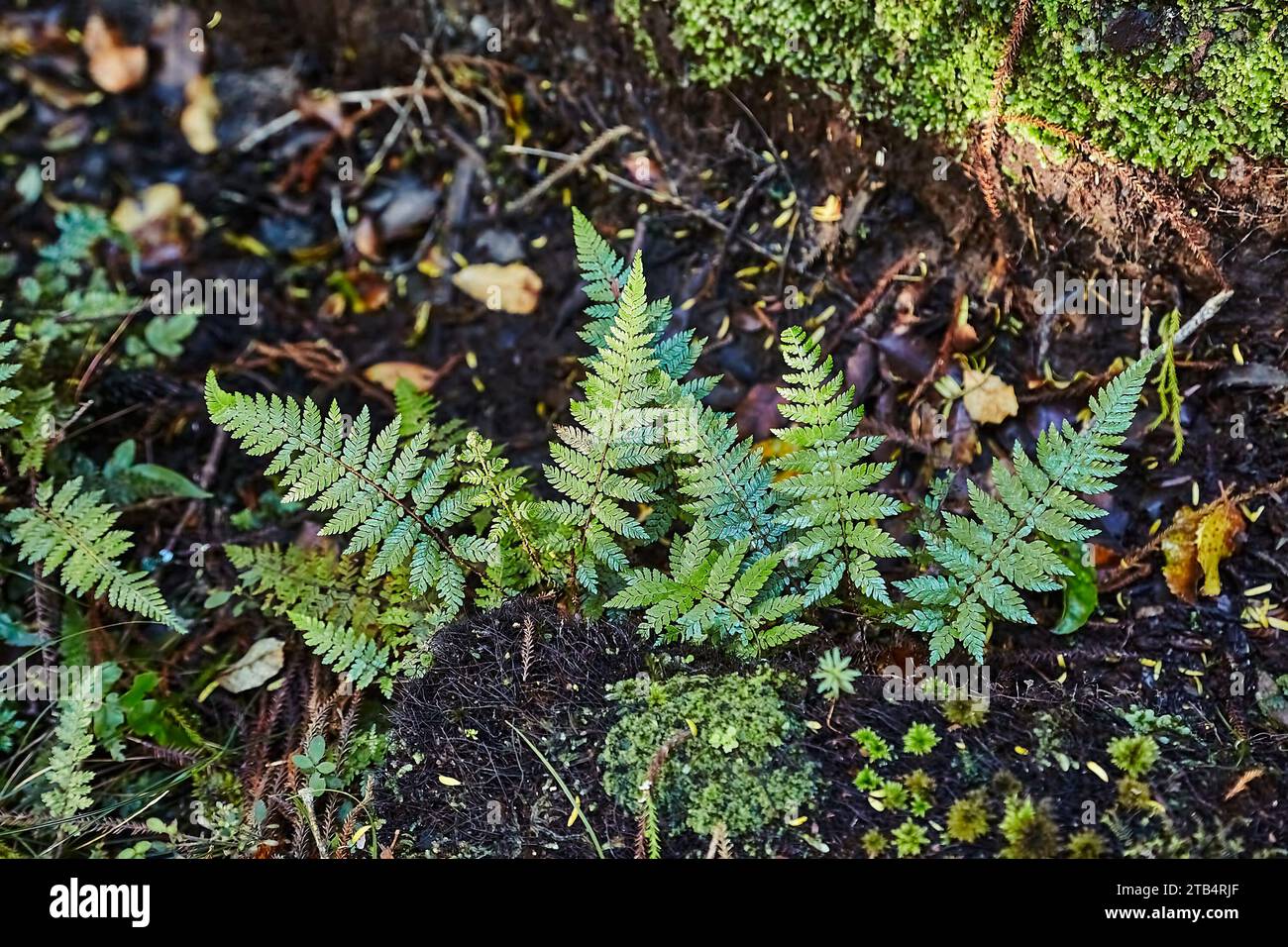 Piccole piante di felce che emergono dal suolo Foto Stock