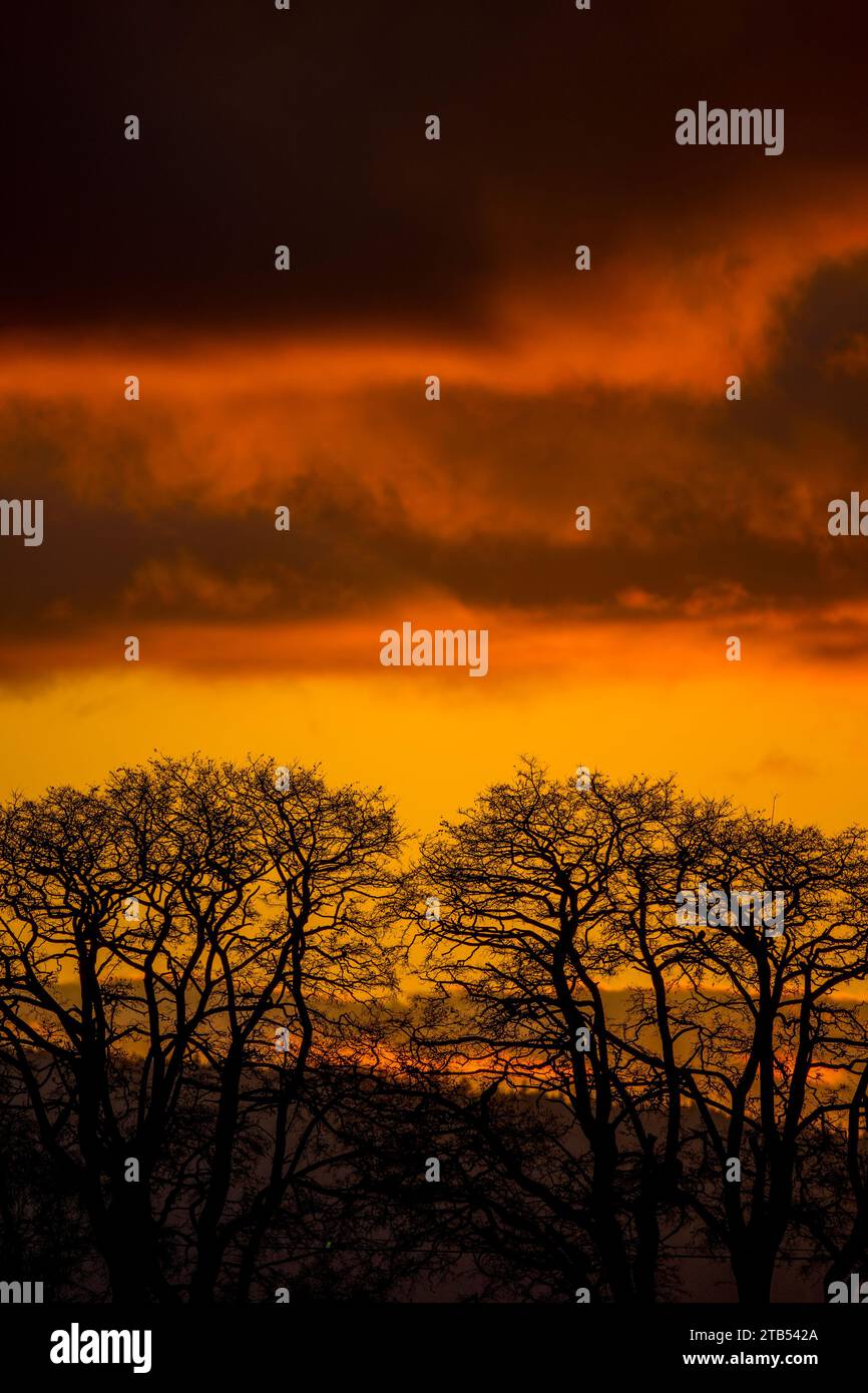 Alberi sagomati al tramonto nella Skagit Valley nello Stato di Washington, Stati Uniti. Foto Stock