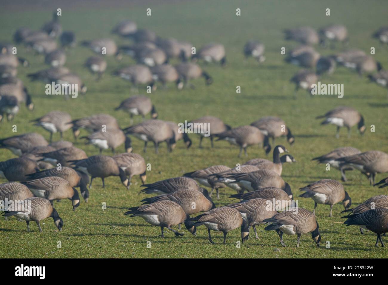 Oche che che si cibano (Branta hutchinsii) che si nutrono di erba in un campo nebbioso a Woodinville, Stato di Washington, Stati Uniti. Foto Stock