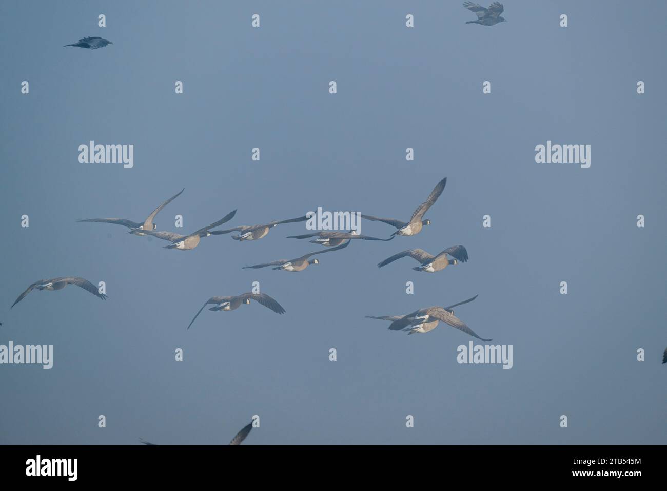 Oche che che volano su un campo nebbioso a Woodinville, nello stato di Washington, USA. Foto Stock