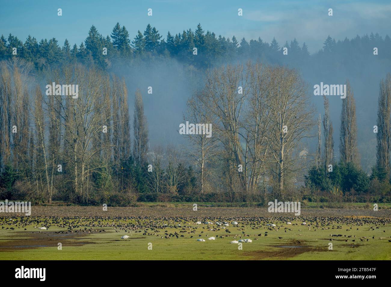 Le oche che che si ciuffano (Branta hutchinsii) e i cigni trombettieri (Cygnus buccinator) che si nutrono di erba in un campo a Woodinville, Stato di Washington, Stati Uniti. Foto Stock
