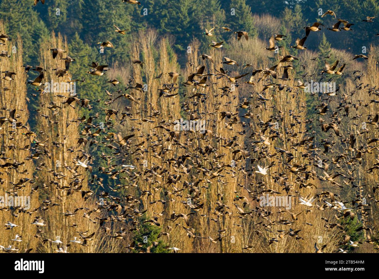 Le oche da ciuffo (Branta hutchinsii) e le oche da neve (Anser caerulescens) sorvolano un campo a Woodinville, nello Stato di Washington, USA, dopo essere state spaventate Foto Stock