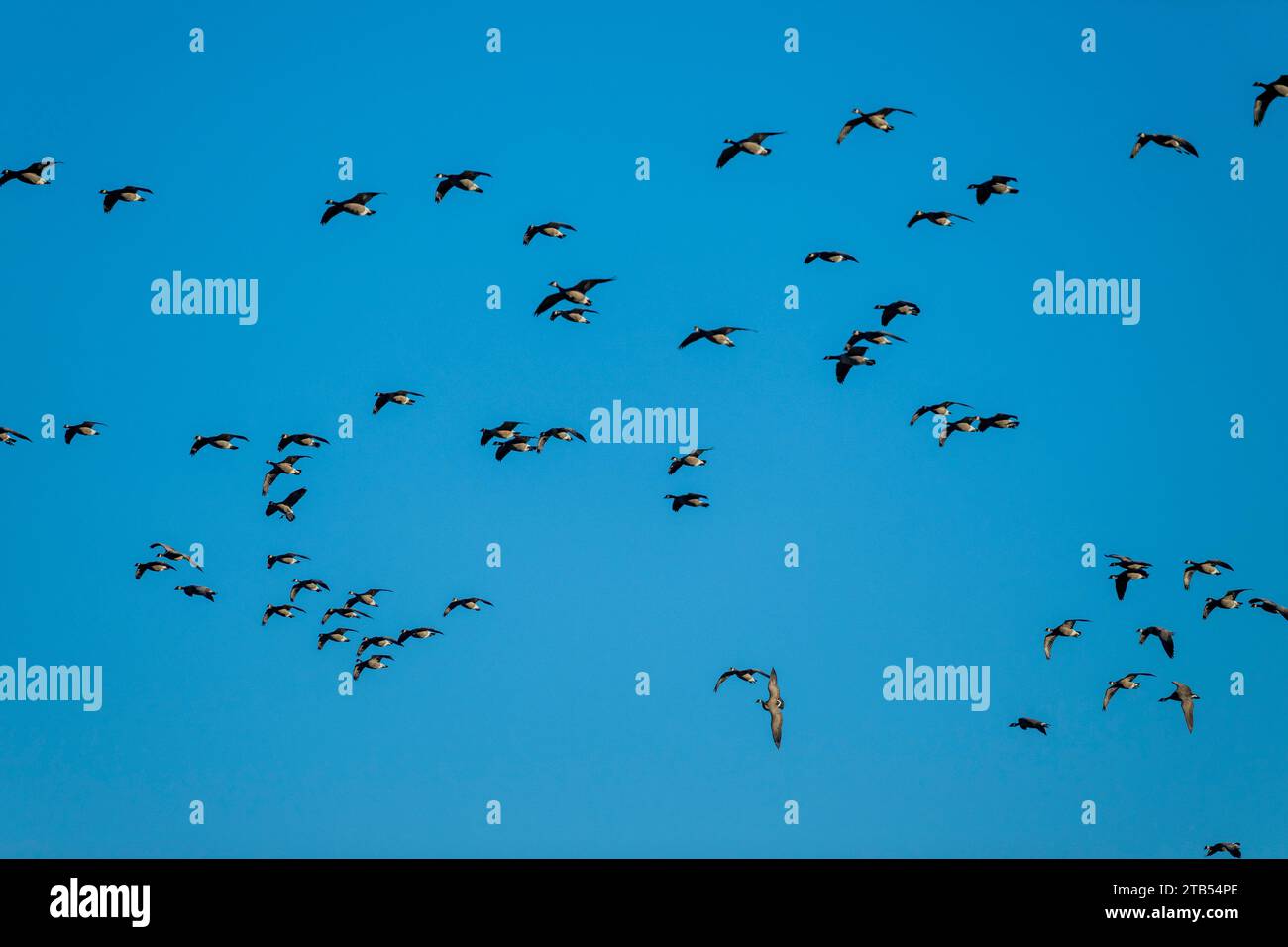 Le oche che grippanti (Branta hutchinsii) in volo con un cielo blu sullo sfondo vicino a Woodinville, Stato di Washington, Stati Uniti. Foto Stock