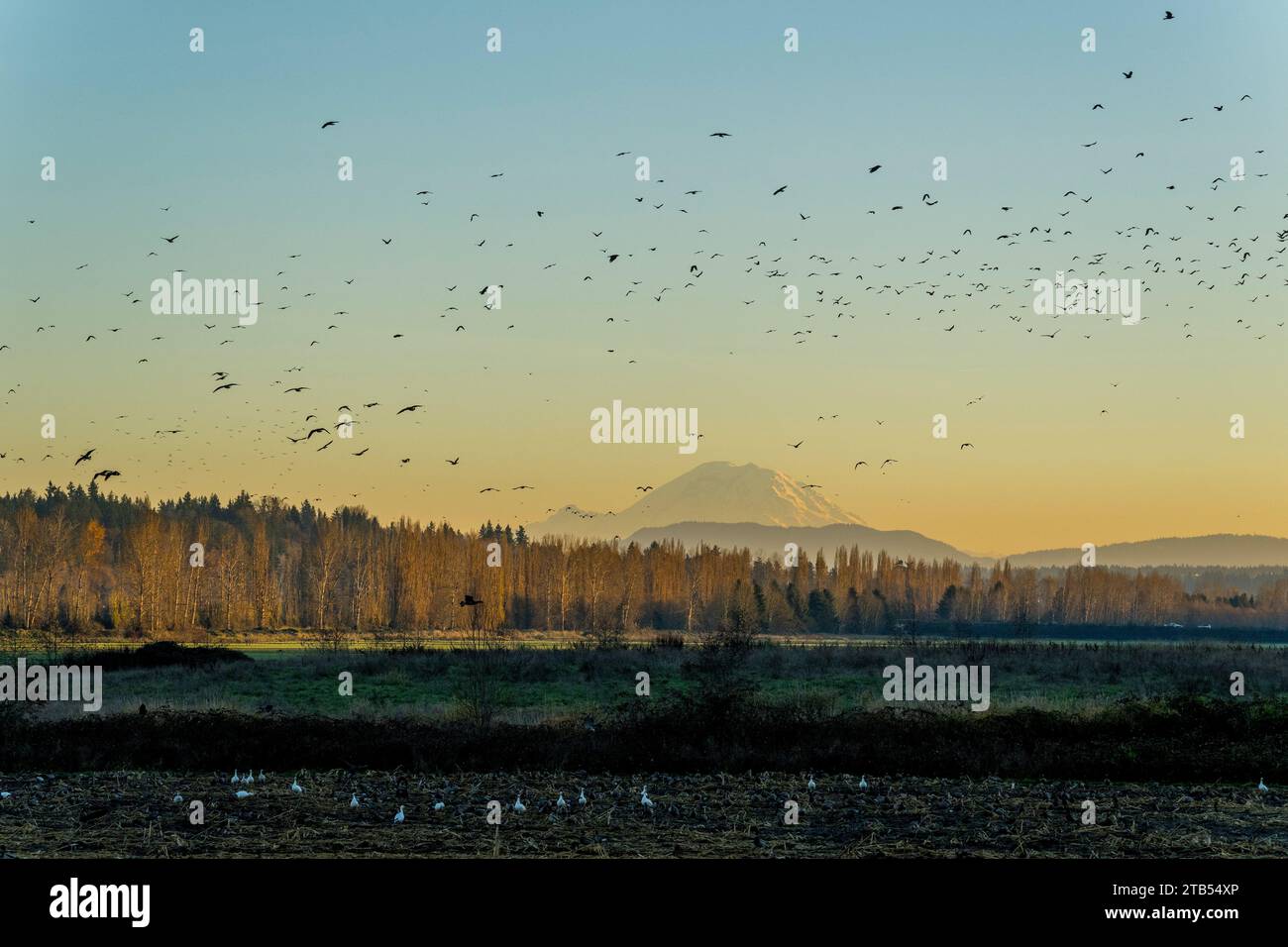 Oche che che volano contro il cielo serale vicino a Woodinville, nello Stato di Washington, USA, con il Monte Rainier sullo sfondo. Foto Stock