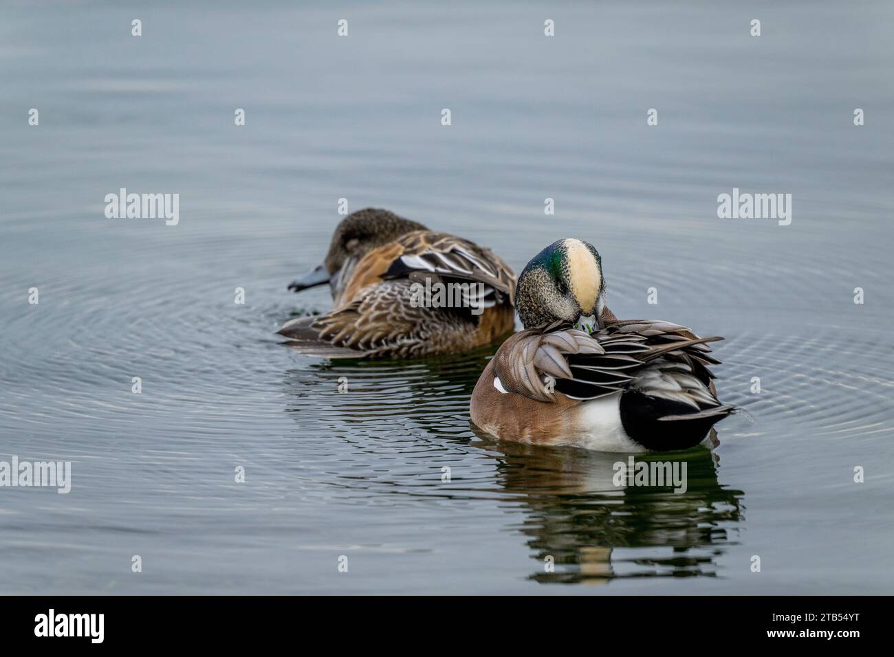 Un paio di American Wigeon (Mareca americanaon) che nuotano e pregano le loro piume sul lago Washington a Kirkland, nello stato di Washington, USA. Foto Stock
