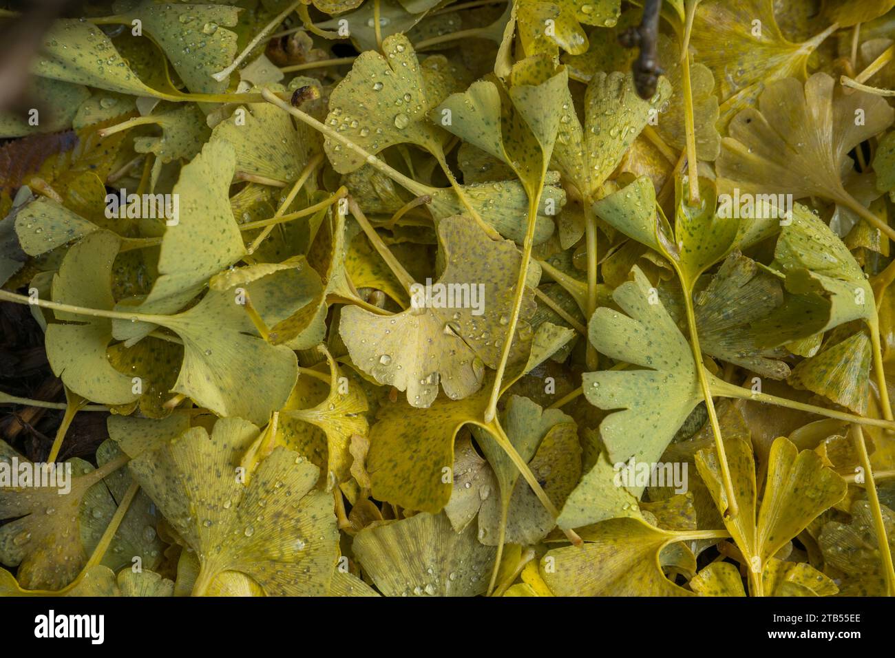 Il gingko caduto se ne va in autunno con gocce di pioggia in un giardino a Bellingham, contea di Whatcam, stato di Washington, Stati Uniti. Foto Stock