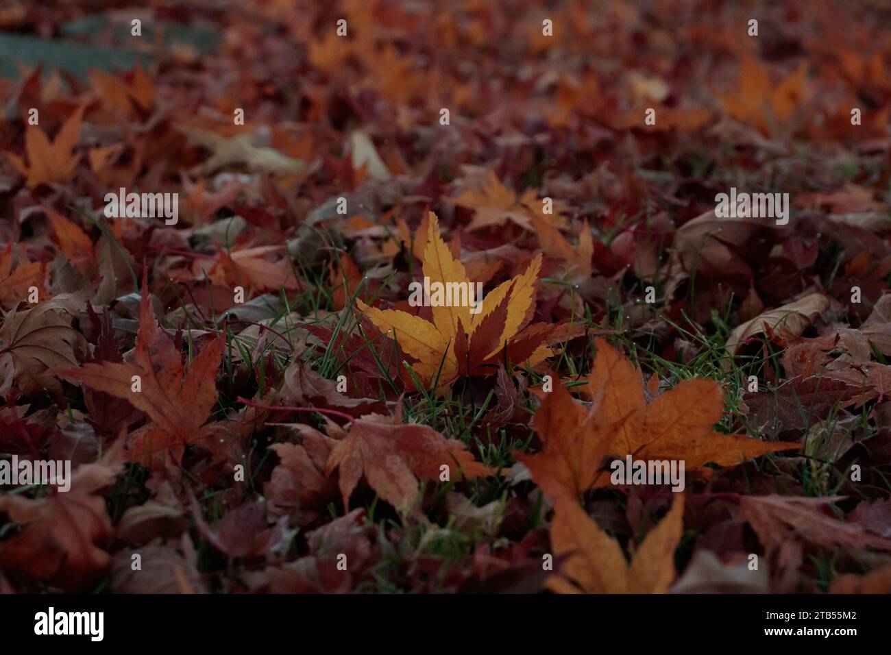 Foto ravvicinata di foglie recentemente cadute di un acero giapponese. Foto Stock