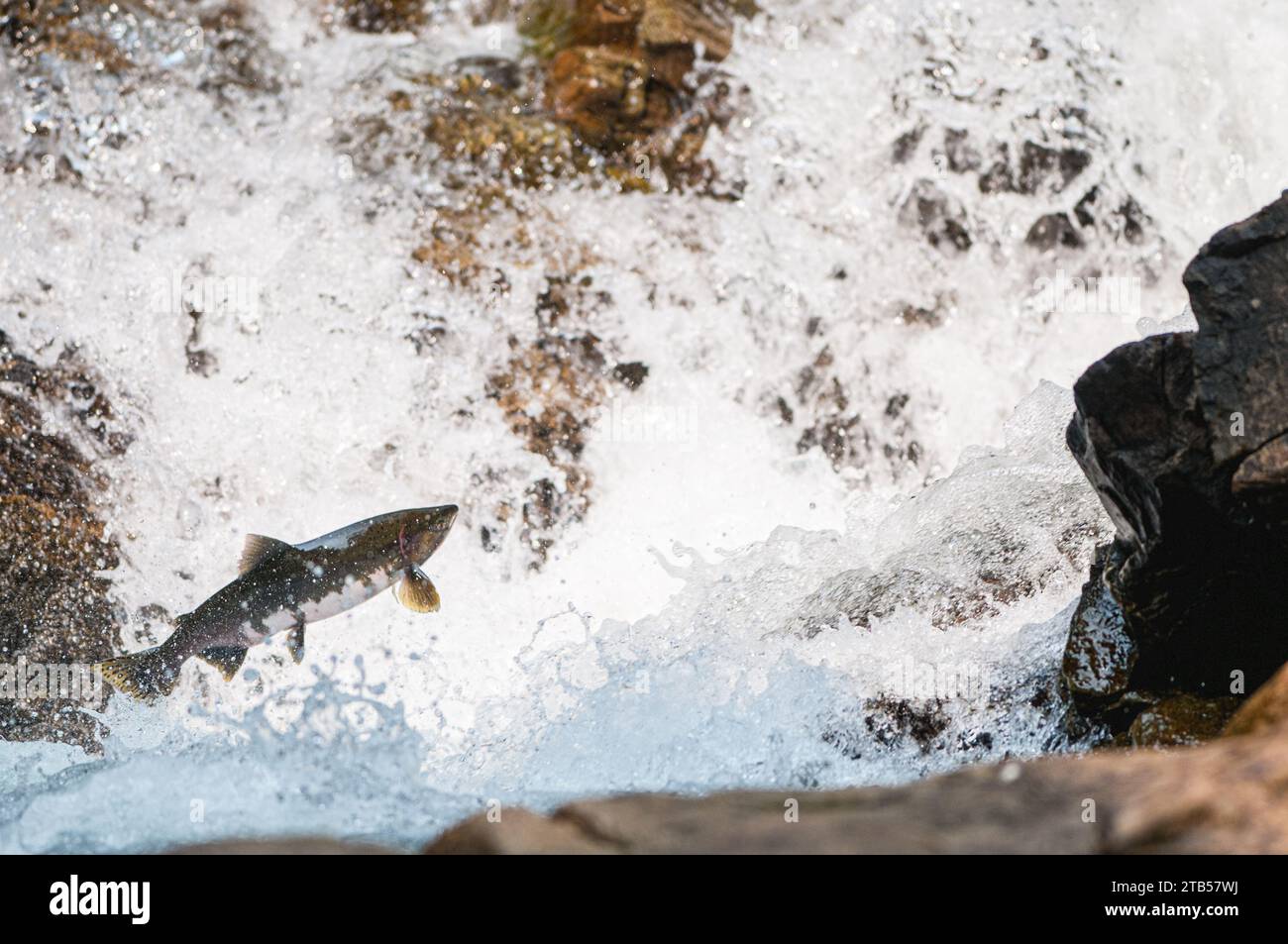 Salmone che salta su una cascata in Alaska Foto Stock