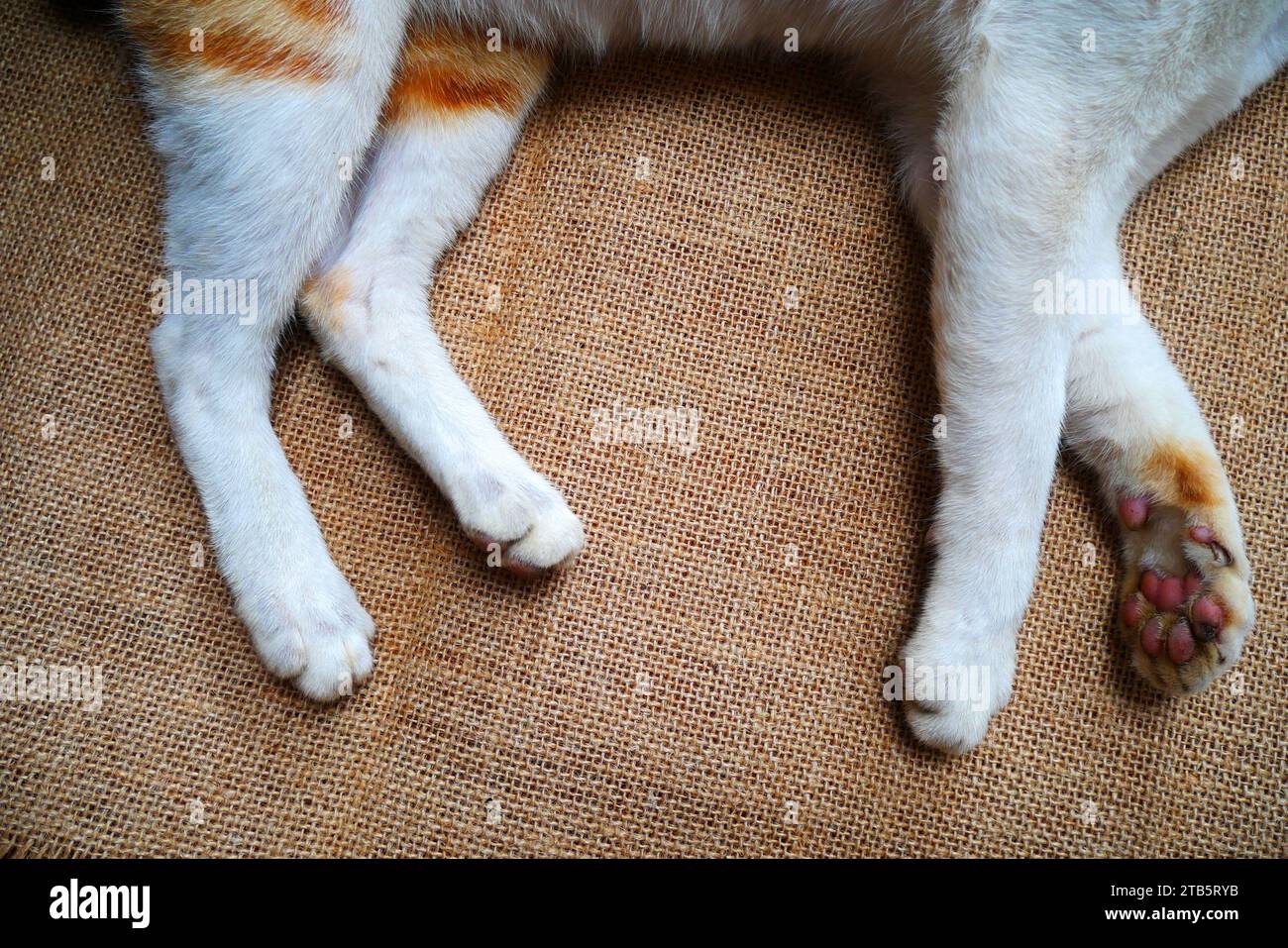 Mano che tiene la zampa del gatto. Amicizia con gli animali domestici. gatto bianco domestico. Amore per gli animali Foto Stock