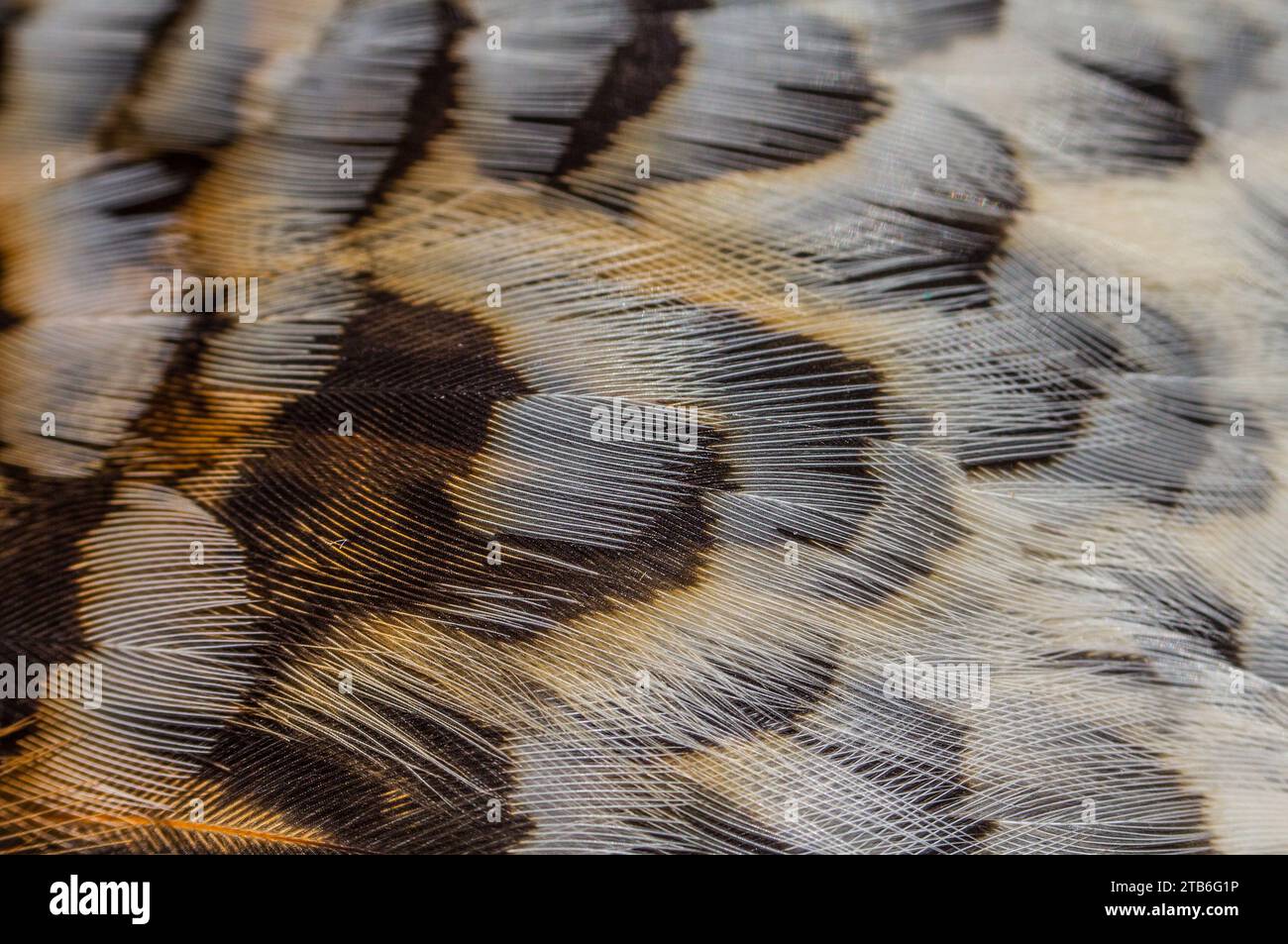 Bel motivo sulle piume degli uccelli. Grouse Foto Stock