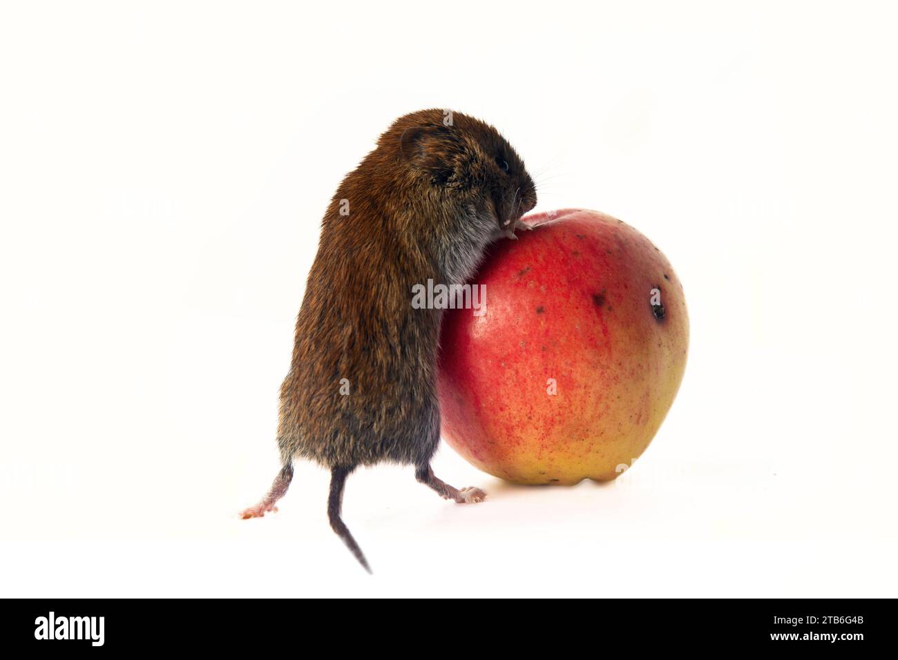 Società di consumo: Il topo (amante delle azioni) rotola una mela enorme del worm. Il principio del consumismo americano di New York quanto più possibile concetto di vendita. Cancella Foto Stock