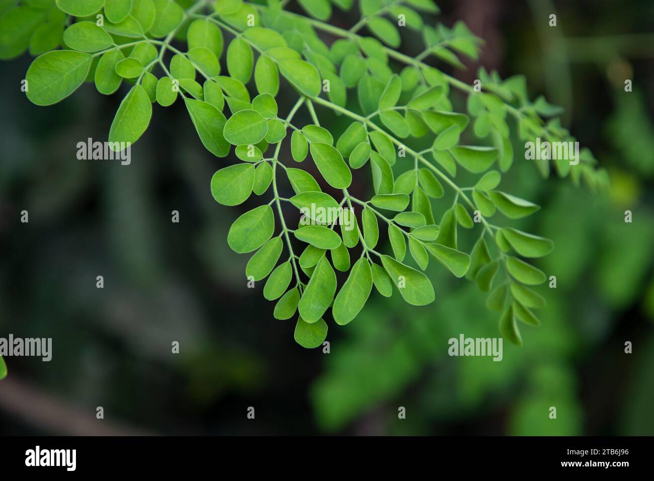 Albero del bastone, foglie di Moringa verde di erbe sullo sfondo Foto Stock