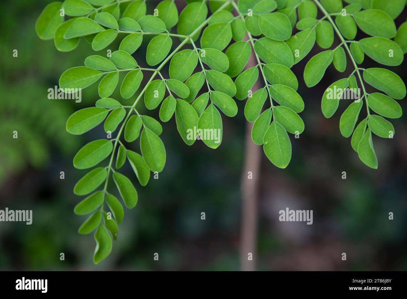 Albero del bastone, foglie di Moringa verde di erbe sullo sfondo Foto Stock