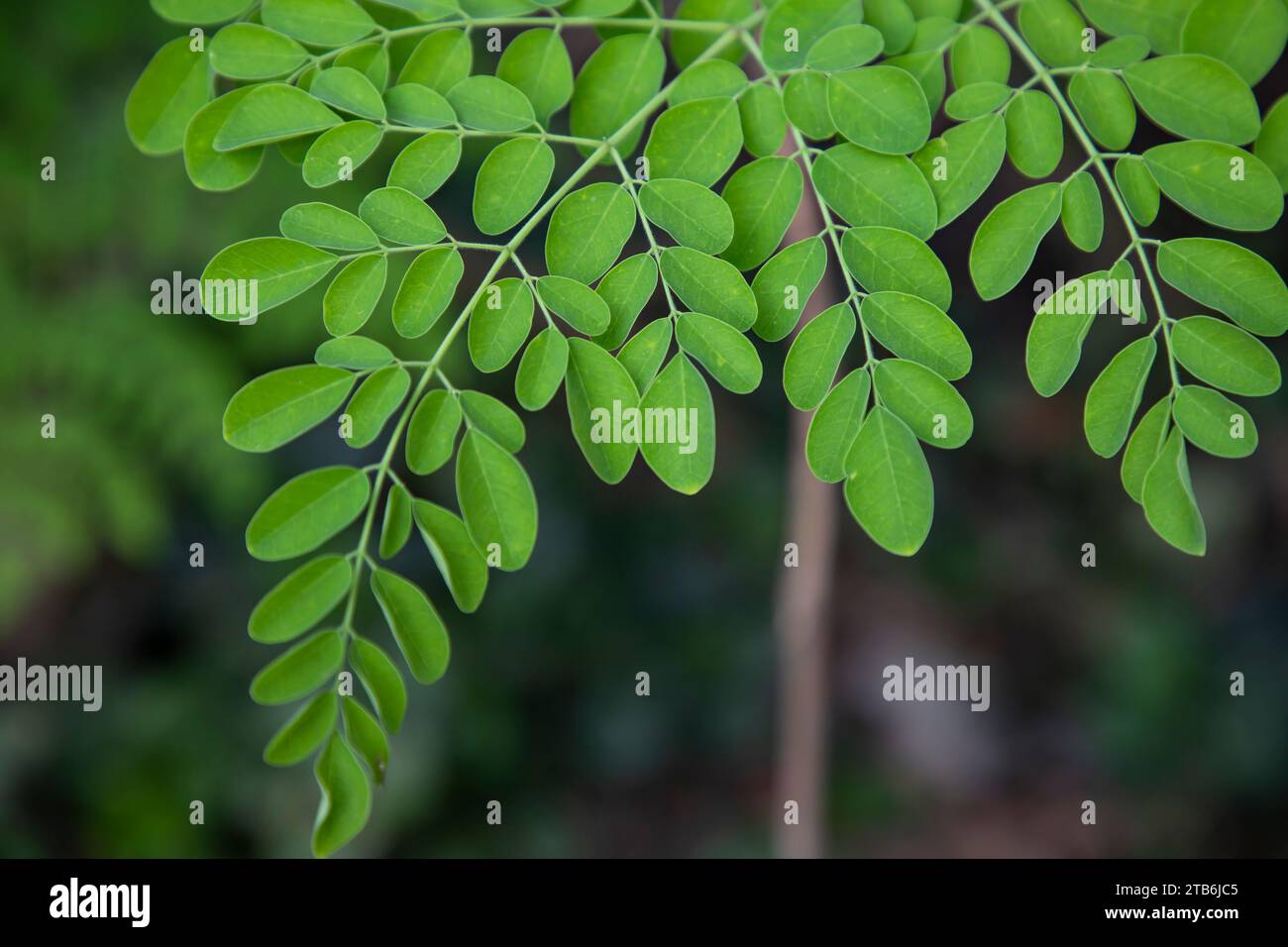Albero del bastone, foglie di Moringa verde di erbe sullo sfondo Foto Stock