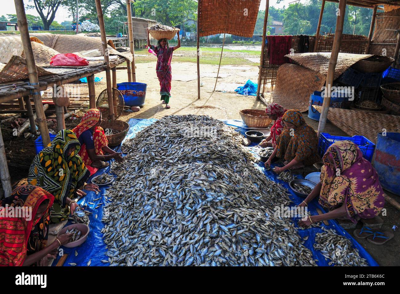 I lavoratori sono impegnati nella lavorazione del pesce essiccato nella zona di Lama Kazi a Sylhet. Ogni anno, quando arriva la stagione invernale, le piccole specie di pesce pescate nel canale fluviale locale, Bilhaor, vengono acquistate a prezzi all'ingrosso, essiccate e vendute a grossisti in diverse parti del paese, con un valore stimato di centinaia di crore di Taka. Circa 70 uomini d'affari costruiscono loft in alcuni luoghi per asciugare le merci. da 1500 a 2000 persone sono coinvolte nel lavoro di essiccazione dei prodotti. Sylhet, Bangladesh. Foto Stock