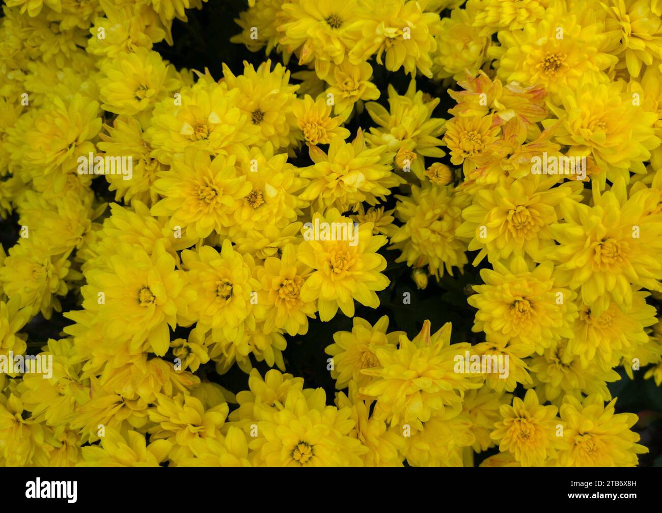 Fiori gialli. In giardino in una giornata di sole. Foto Stock