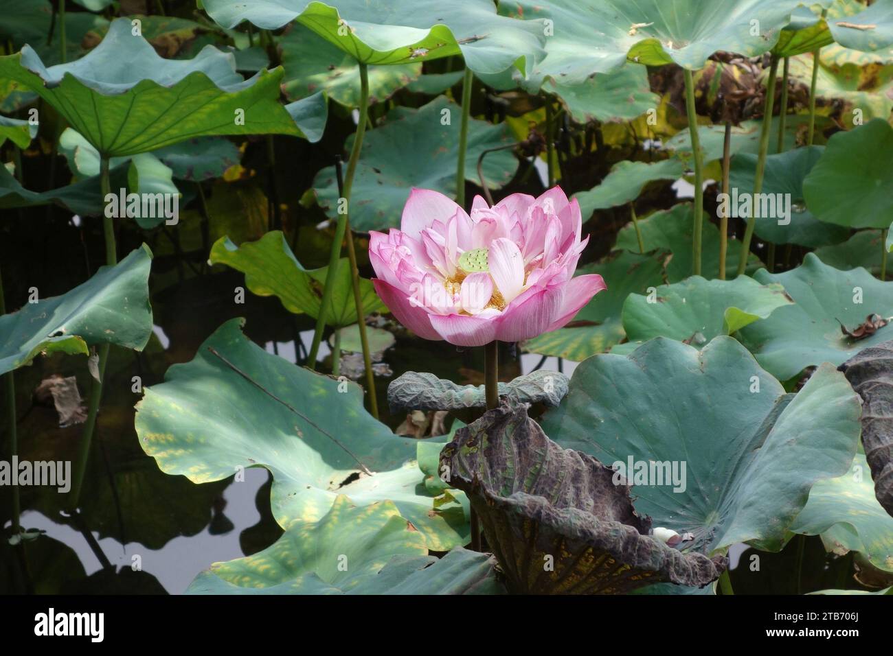Loto rosa in laghetto con giardino botanico Foto Stock