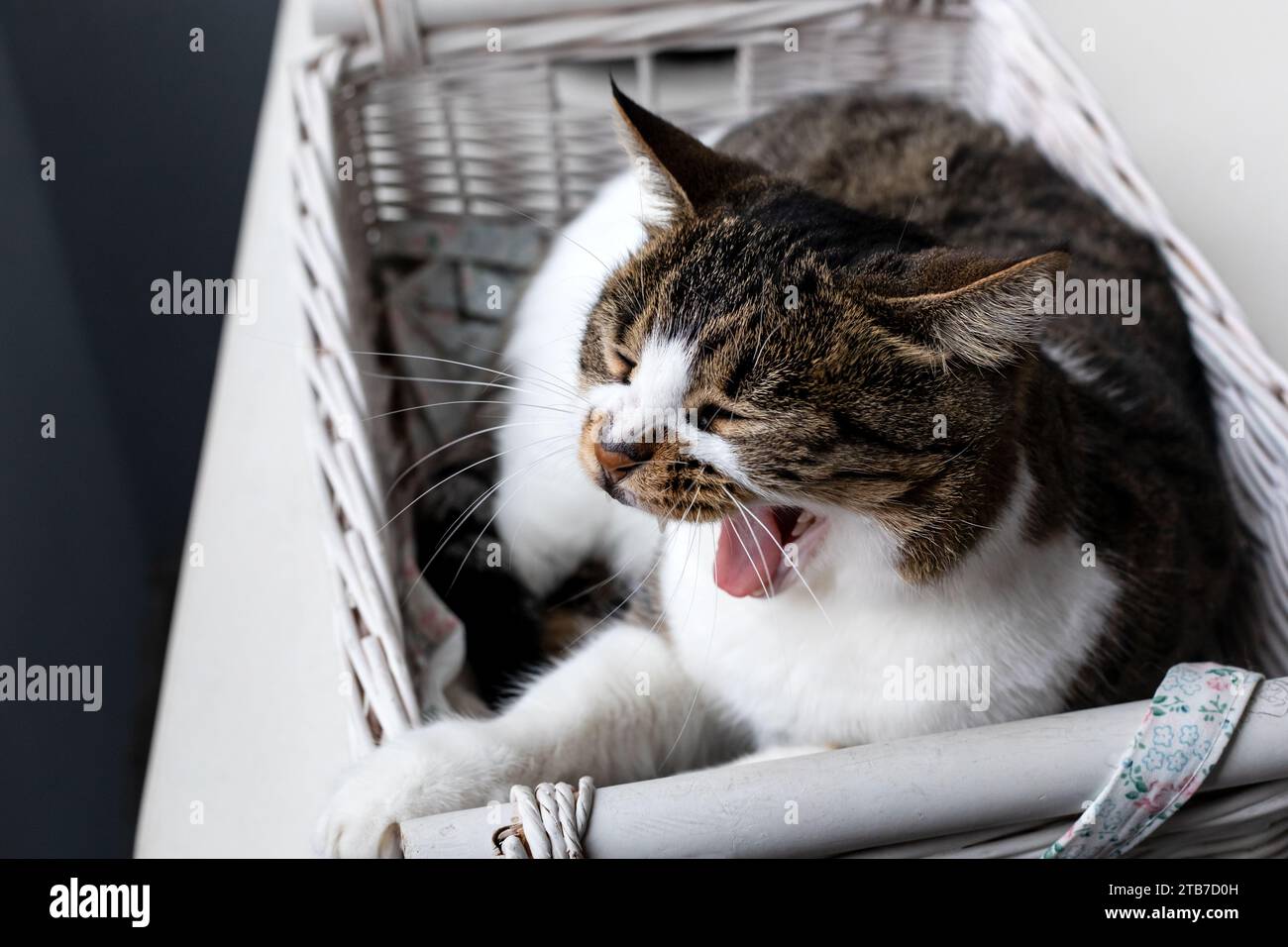 Il gatto sonnolento sbadiglia sdraiato nel cesto all'interno della casa. Foto Stock