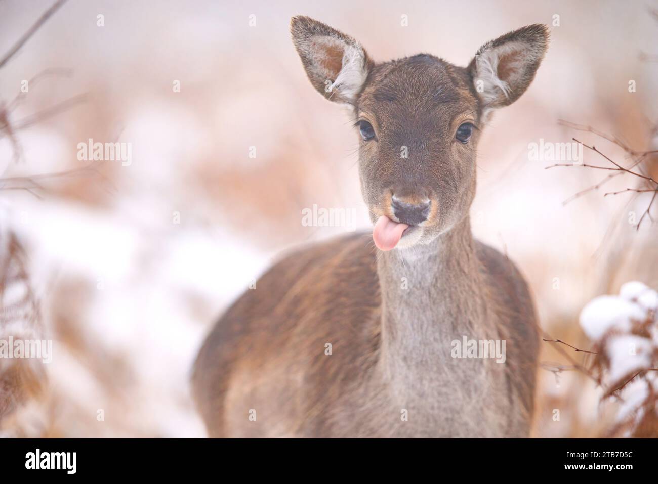 Il 3 dicembre sono state catturate immagini COMICHE di un adorabile cervo a riposo che si sporca la lingua durante le nevicate. Contro il Foto Stock
