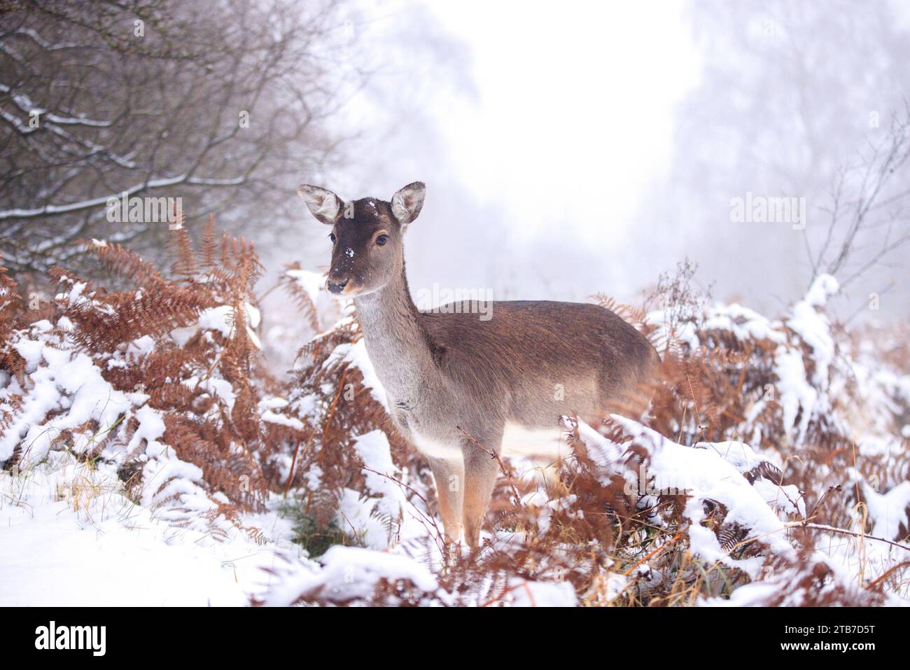 Il 3 dicembre sono state catturate le immagini COMICHE di un adorabile cervo a riposo che si sporca la lingua durante le nevicate. Contro il backdro Foto Stock