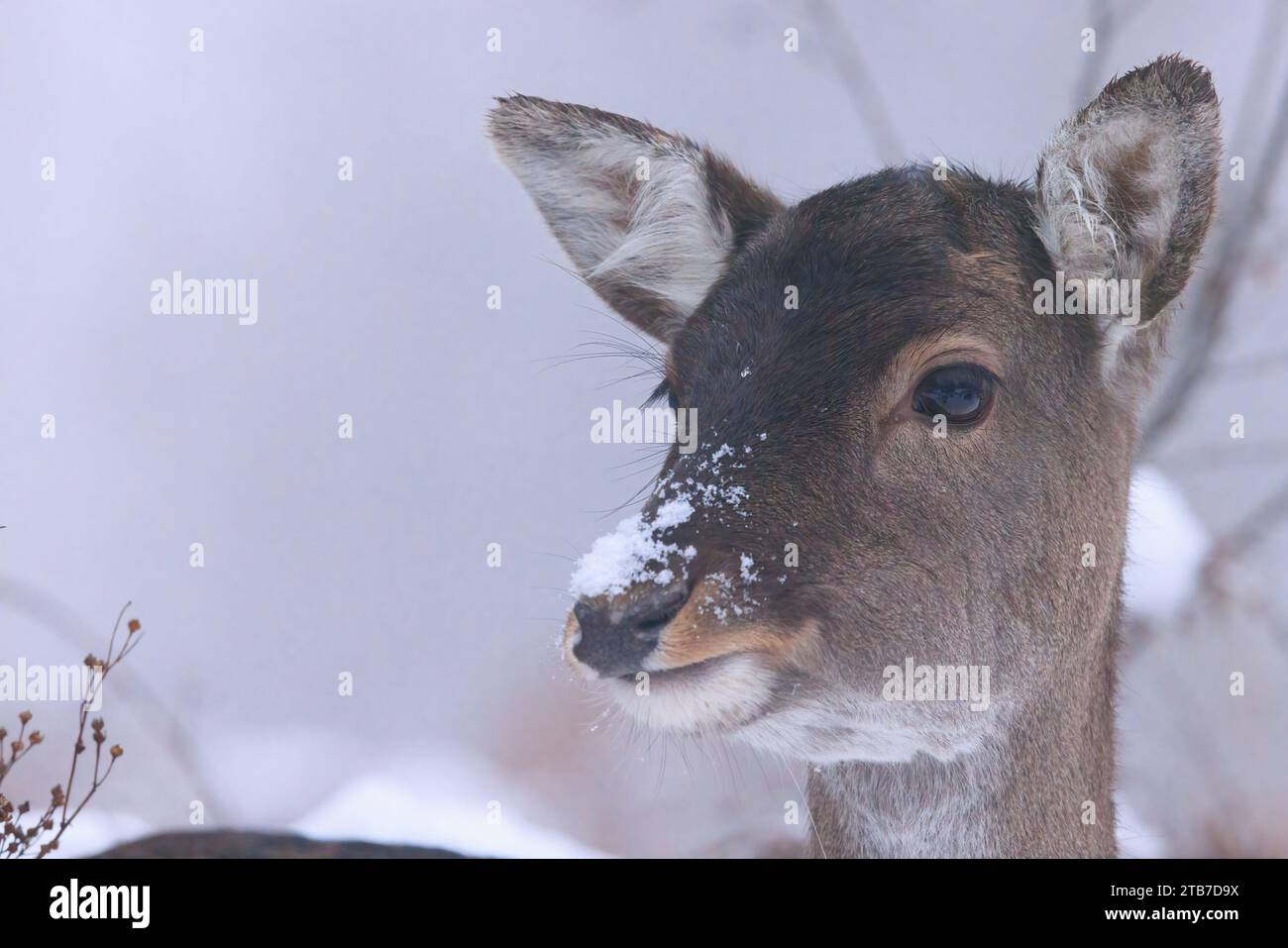 Il 3 dicembre sono state catturate immagini COMICHE di un adorabile cervo a riposo che si sporca la lingua durante le nevicate. Sullo sfondo o. Foto Stock