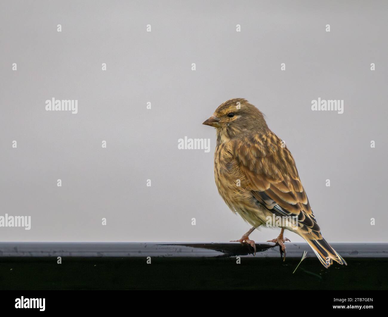 Linnet comune femminile (Linaria cannabina) appollaiato su rotaia metallica Foto Stock