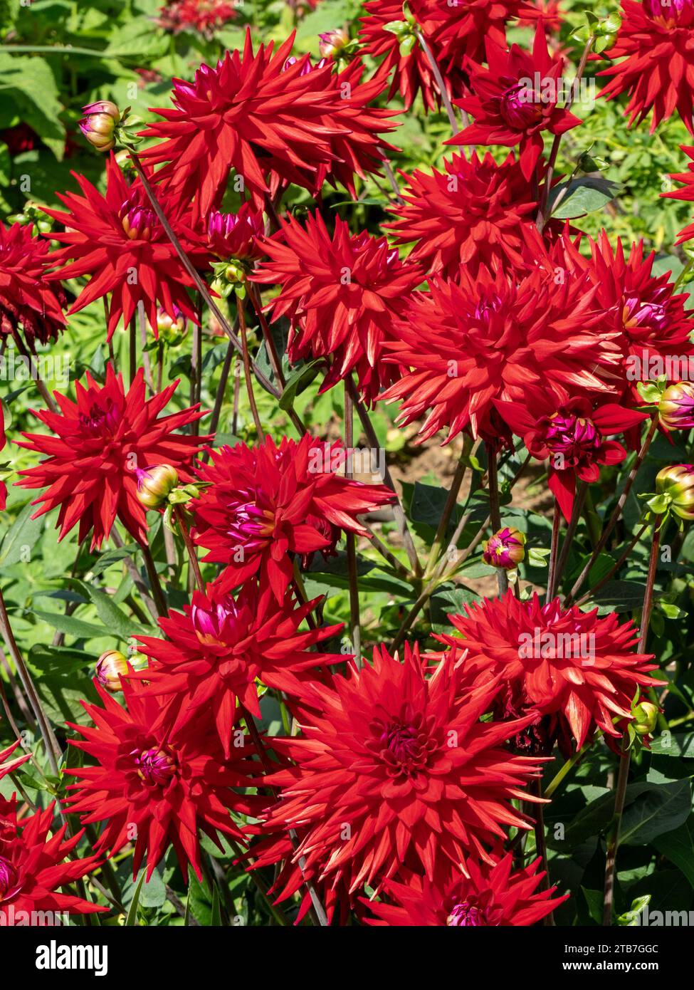 Semi-cactus rosso scuro/viola Dahlia 'Witteman's Best' Flowers Growing in Garden Border in August, Northamptonshire, England, UK Foto Stock
