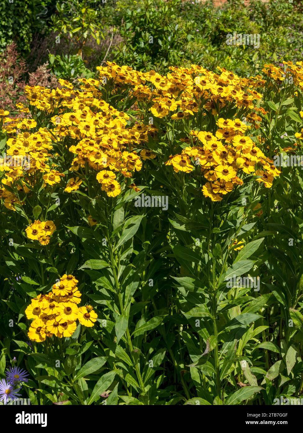 Giallo brillante Helenium 'Zimbelstern' Sneezeweed Flowers, Northamptonshire, Inghilterra, Regno Unito Foto Stock