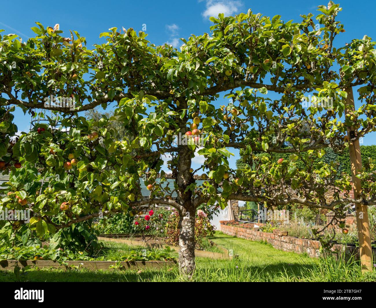 Spalier di alberi di mele con mele e cielo blu dietro, Coton Manor Gardens, Northamptonshire, Inghilterra, Regno Unito Foto Stock