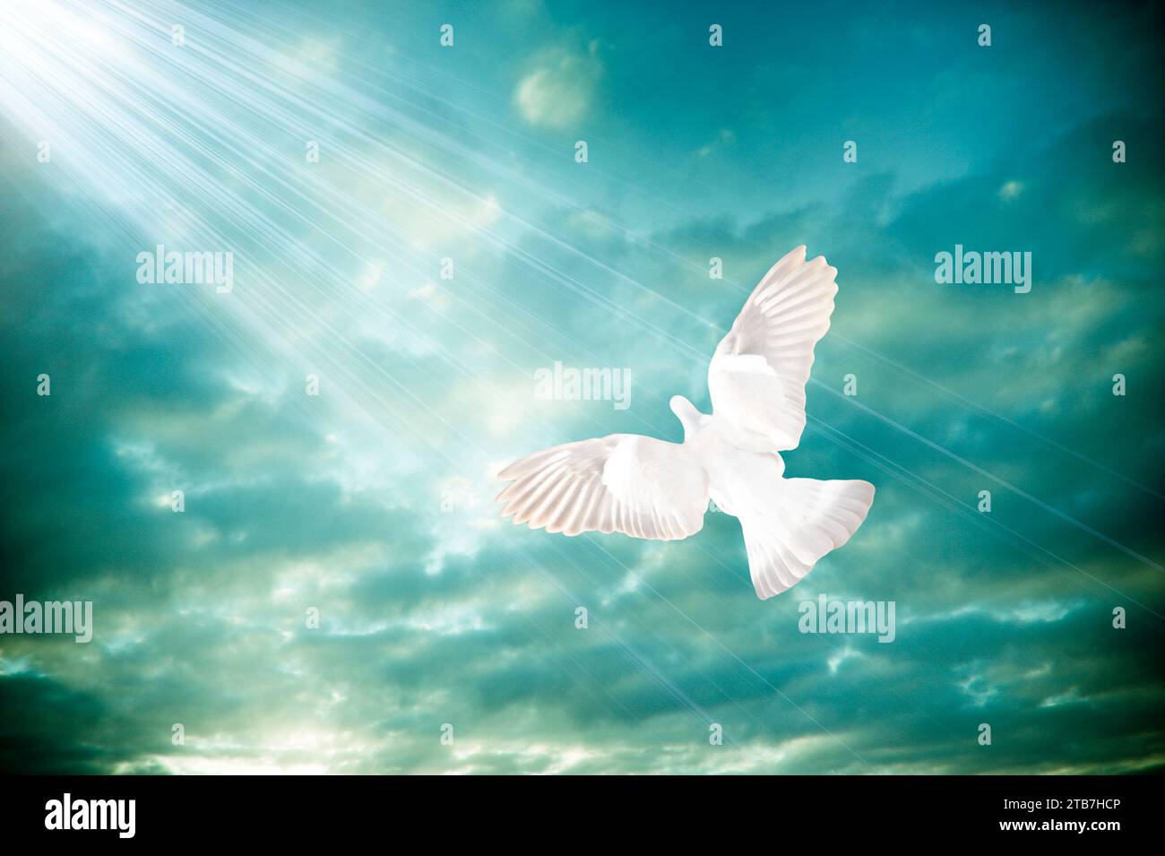 colomba bianca di pace con divini raggi celesti di luce Foto Stock