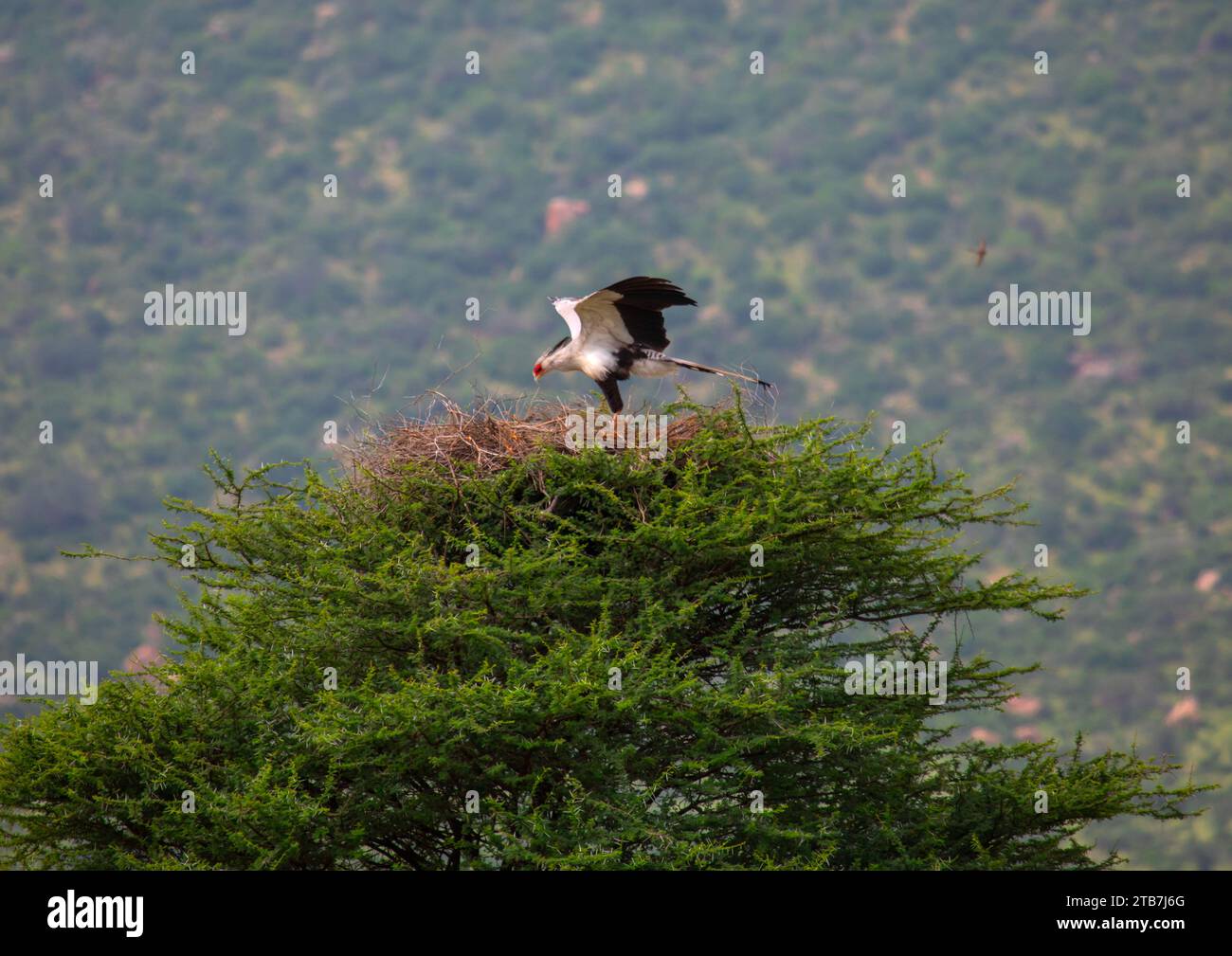 Uccello del segretario che atterra sul suo nido, contea di Samburu, riserva nazionale di Samburu, Kenya Foto Stock