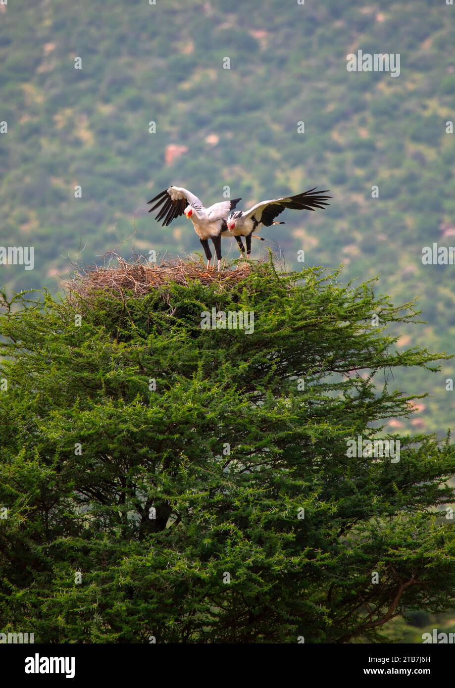 Gli uccelli del segretario atterrano sul nido, nella contea di Samburu, nella riserva nazionale di Samburu, in Kenya Foto Stock