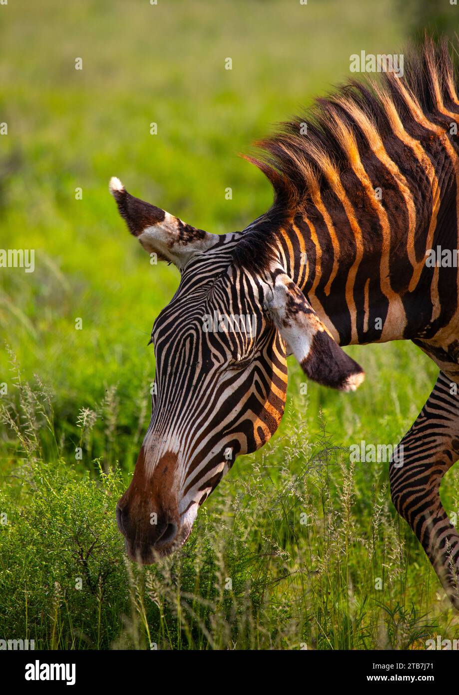 Zebra di Grevy (Equus grevyi) con fango sul suo corpo, contea di Samburu, riserva nazionale di Samburu, Kenya Foto Stock