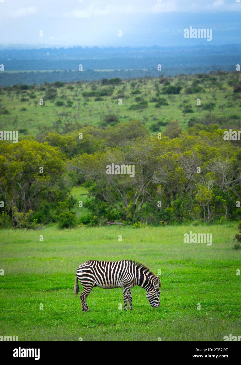 Grevy's Zebra (Equus grevyi), Contea di Samburu, Riserva Nazionale di Samburu, Kenya Foto Stock