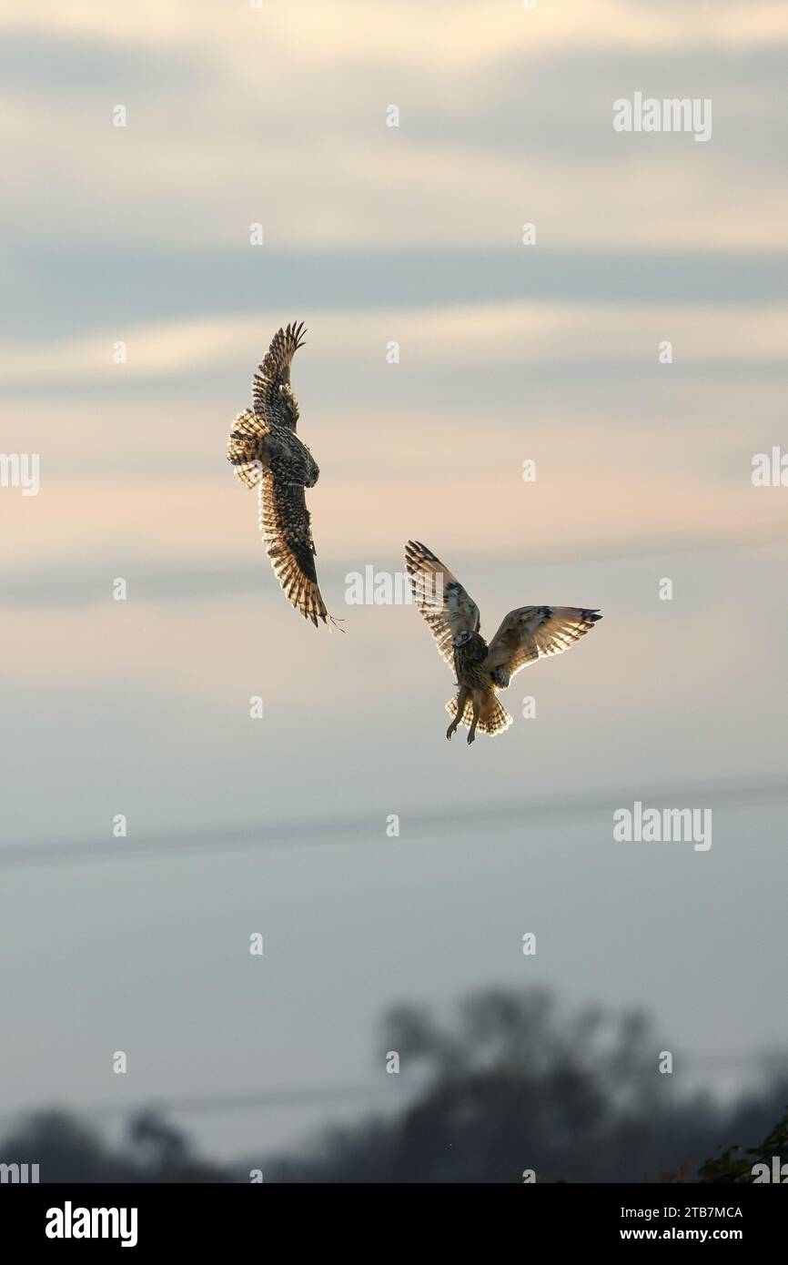 I gufi hanno messo in mostra un'esibizione aerea STAINES MOOR, INGHILTERRA, le immagini TRABOCCANTI D'AZIONE scattate il 29 novembre 2023 mostrano gufi corti che si librano in un'atmosfera straordinaria Foto Stock