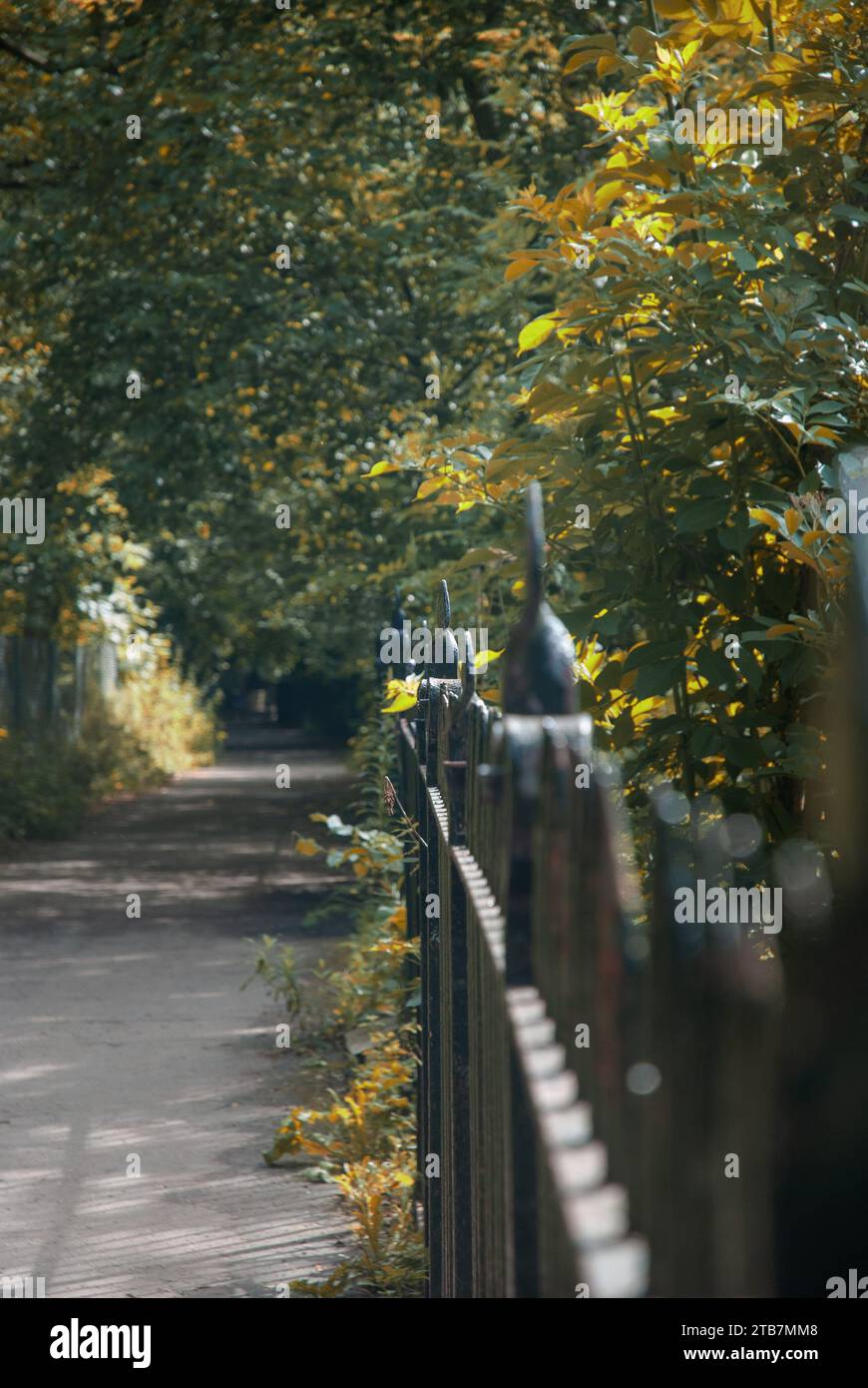 Passerella alberata lungo l'acqua di Leith, Edimburgo, alberi autunnali soleggiati formano un tunnel di fogliame Foto Stock