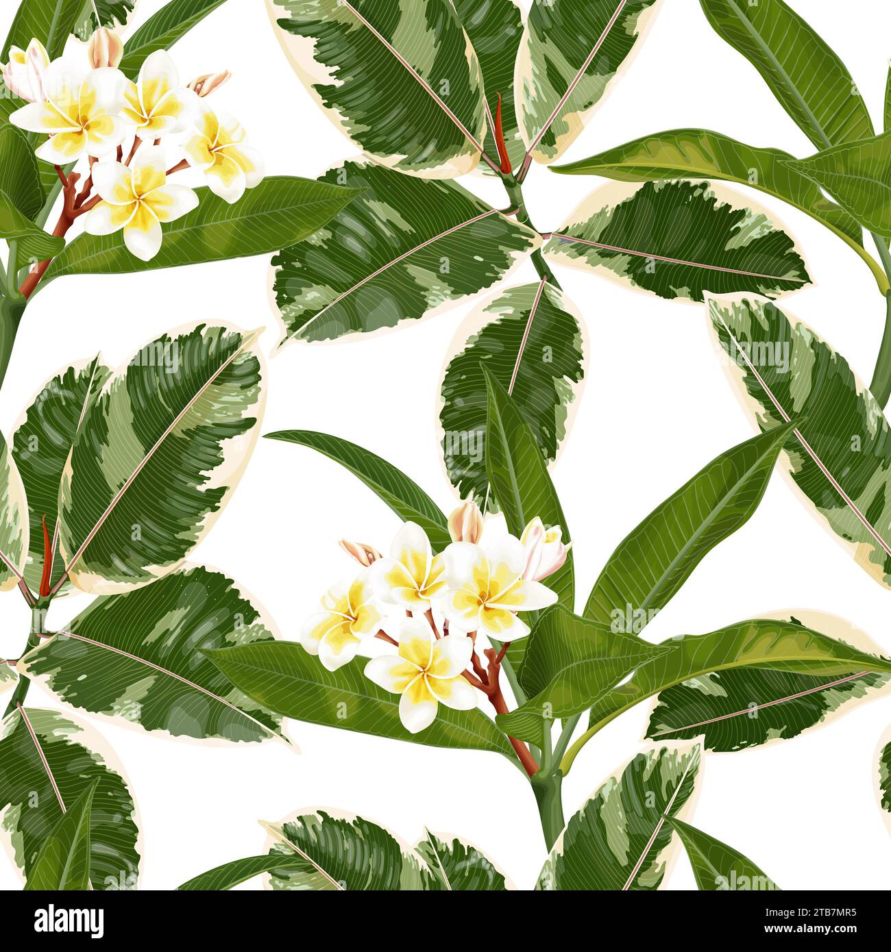 Motivo tropicale senza cuciture con fiori di plumeria, frangipani e foglie di ficus elastica. Illustrazione Vettoriale