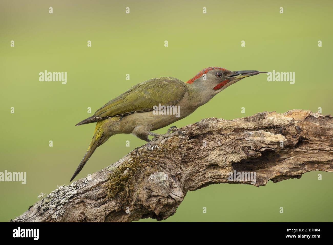 Un picchio verde vivo è catturato nel suo habitat naturale, appollaiato con attenzione su un ramo di albero invecchiato, su un morbido sfondo verde. Foto Stock