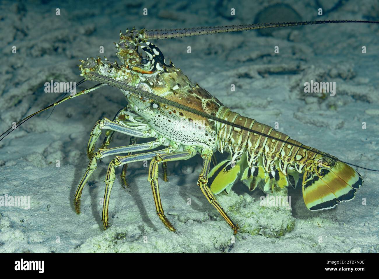 Una vivace aragosta caraibica maculata con lunghe antenne adagiata su un paesaggio sottomarino sabbioso. Foto Stock