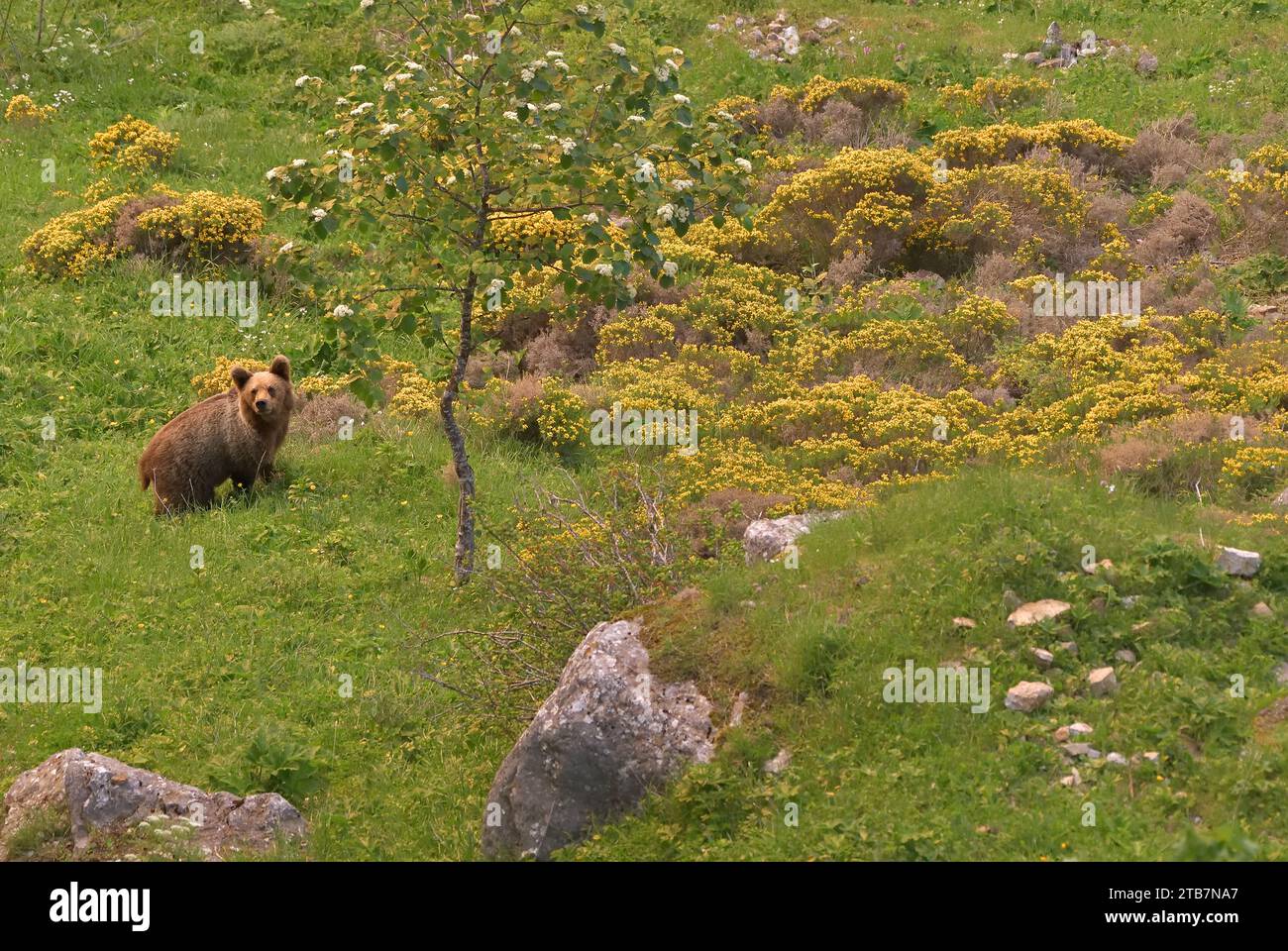 Un solitario orso bruno viene catturato in un vibrante prato verde punteggiato da fiori selvatici gialli, esemplificando la bellezza della fauna selvatica in un habitat naturale Foto Stock