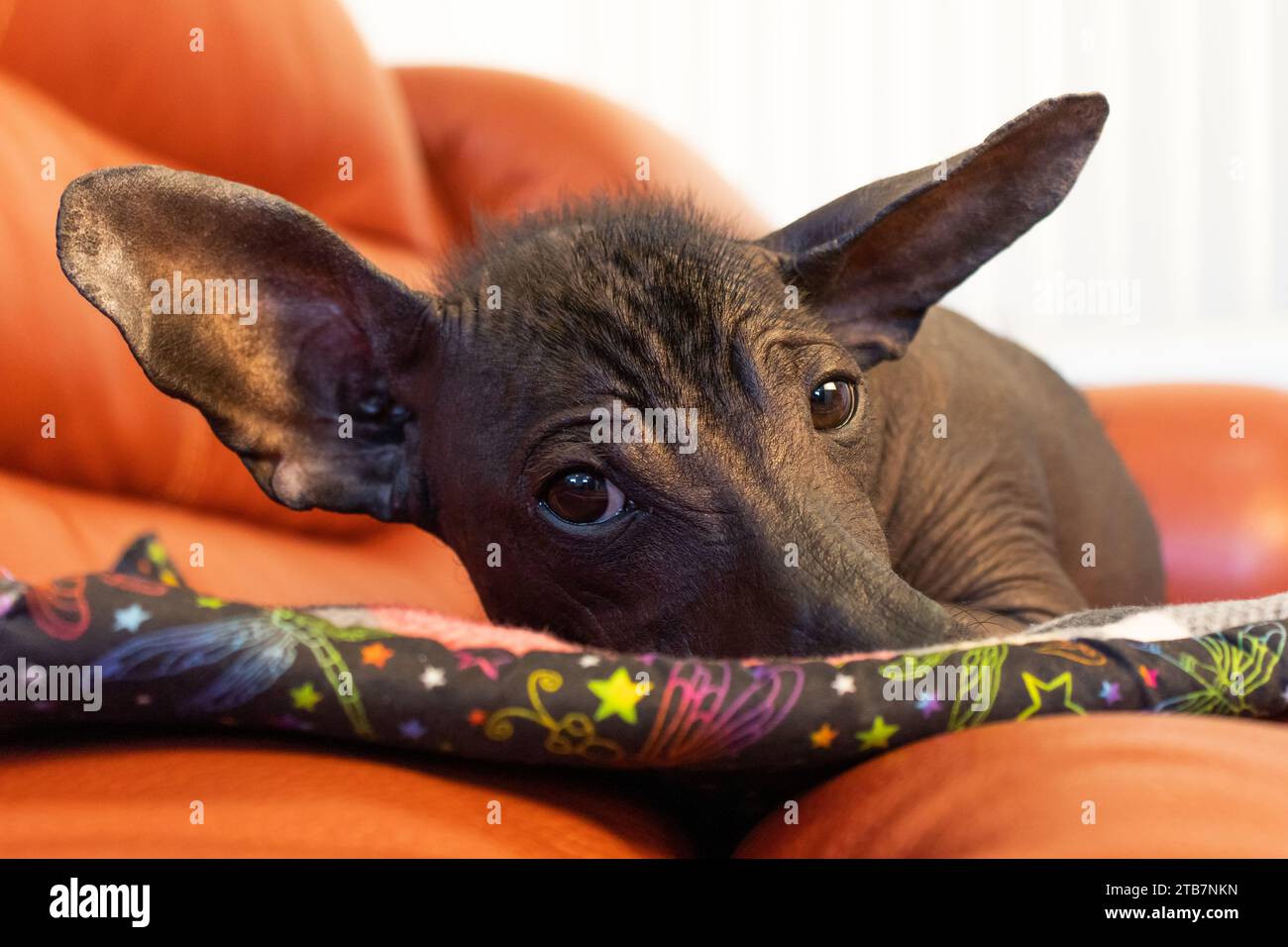 Primo piano del cucciolo di Xoloitzcuintli giace comodamente su un cuscino su un divano arancione, con un'espressione contemplativa e le orecchie appollaiate mentre si guarda Foto Stock