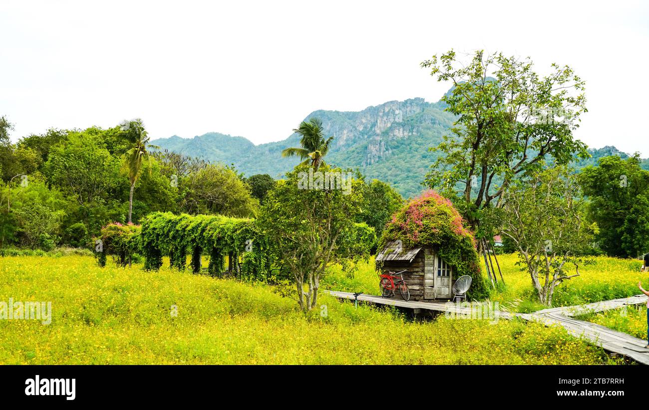 Piccola capanna nel terreno dei fiori Cosmos a Lop Buri, Thailandia. Uno dei punti di check-in che i turisti devono visitare per effettuare il check-in. E' un bel posto. Foto Stock