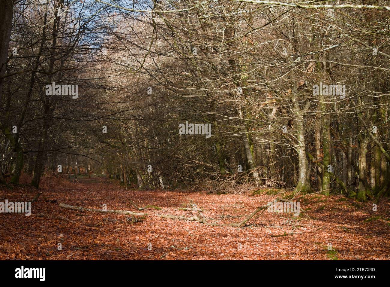 Sentiero illuminato dal sole coperto da foglie cadute che passano attraverso gli alberi, Forest with No Leaves in Autumn, New Forest UK Foto Stock