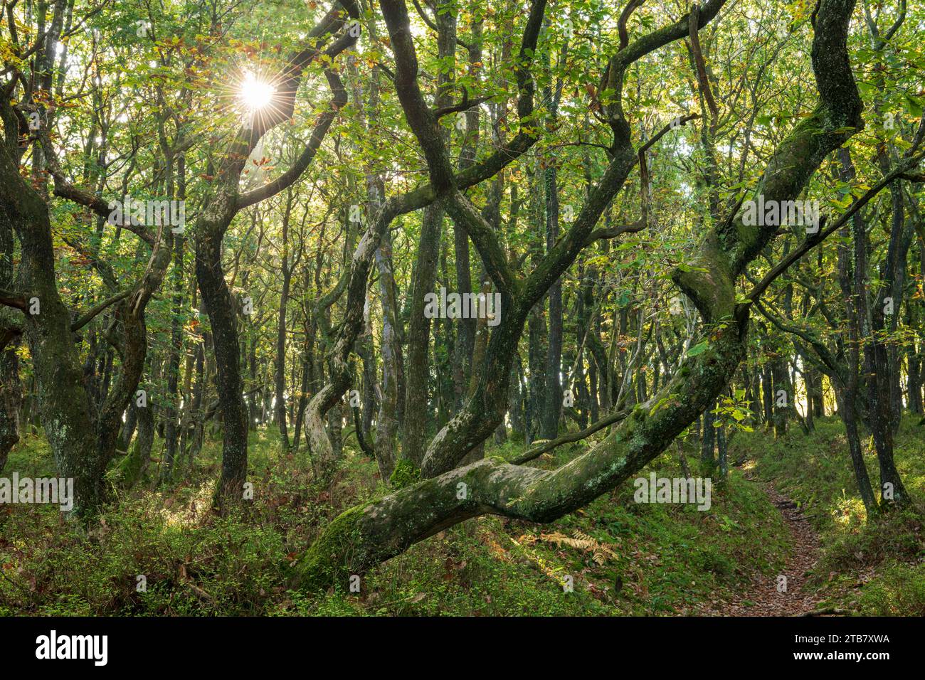 La luce del sole attraverso alberi decidui contorti a Dead Woman's Ditch nelle Quantock Hills, Somerset, Inghilterra. Autunno (ottobre) 2022. Foto Stock