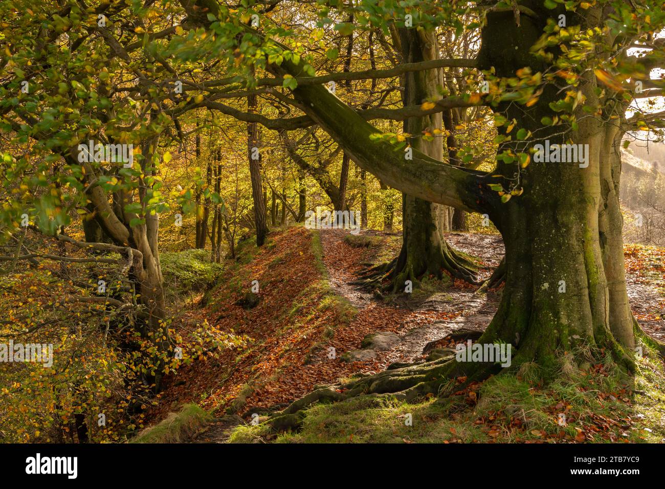 Bosco autunnale a Scaleber Wood, Yorkshire Dales National Park, Skipton, North Yorkshire, Inghilterra. Autunno (novembre) 2022. Foto Stock