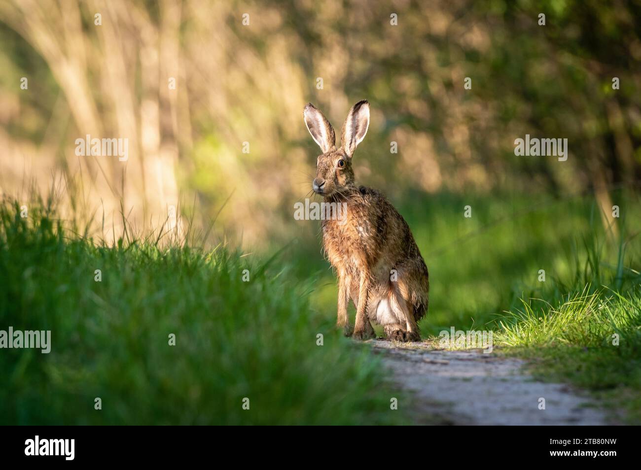 Un coniglio bruno arroccato su un'area erbosa circondata da arbusti e fogliame in un ambiente naturale Foto Stock