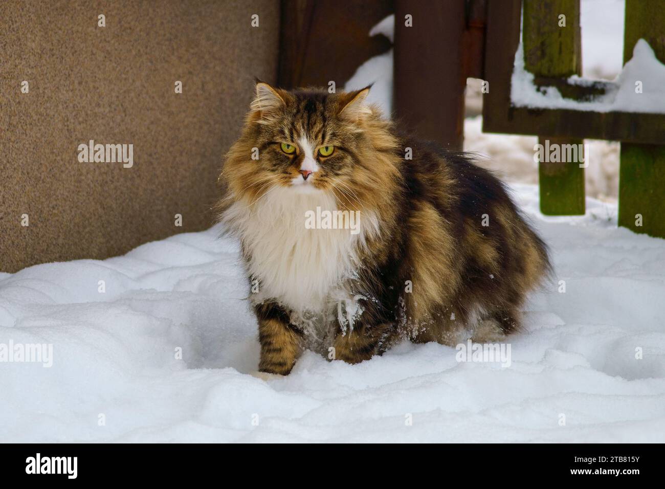 Grande gatto siberiano con capelli lunghi sulla neve Foto Stock