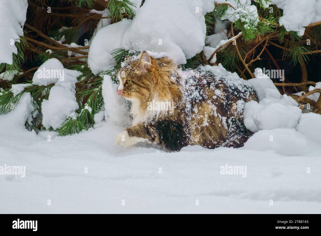 Grande gatto siberiano con capelli lunghi sulla neve Foto Stock