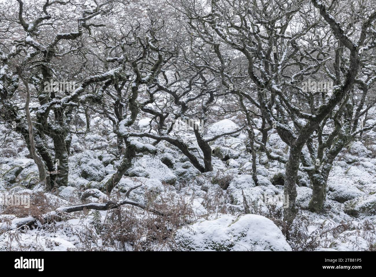 Snow in Black a Tor Copse, uno dei soli 5 boschi di querce d'alta quota in Gran Bretagna, Dartmoor, Devon, Inghilterra. Inverno (dicembre) 2022. Foto Stock