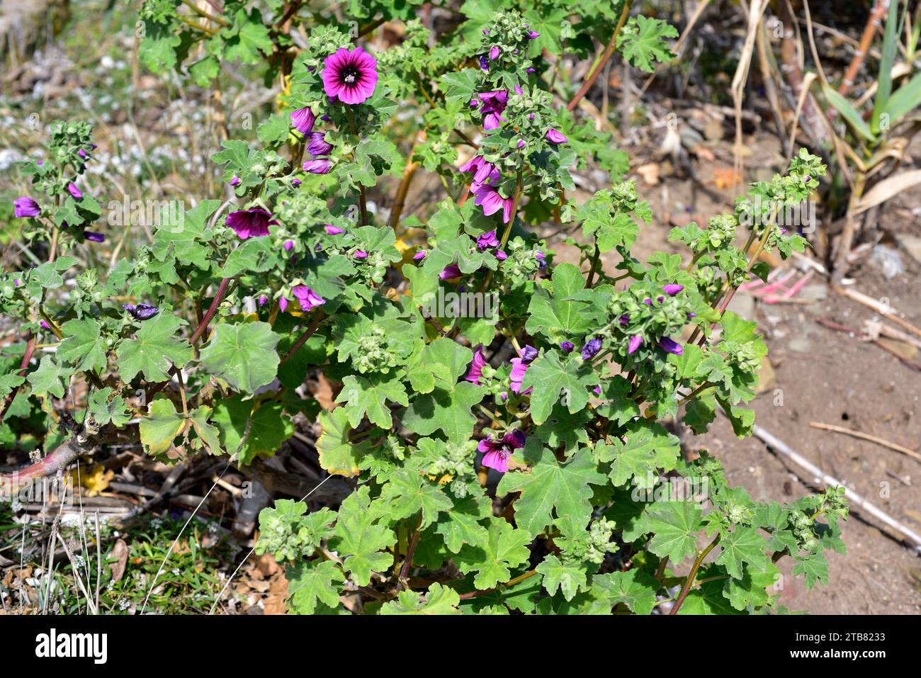 Il malvo (Lavatera arborea, Malva arborea o Malva eryocalix) è un arbusto originario delle coste dell'Europa occidentale e del bacino del Mediterraneo. Questa foto era ta Foto Stock